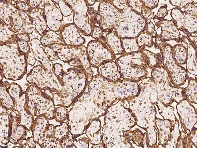 Immunohistochemistry-Paraffin: Semaphorin 4G Antibody [NBP2-97839] - Immunochemical staining of human Semaphorin 4G in human placenta with rabbit polyclonal antibody at 1:100 dilution, formalin-fixed paraffin embedded sections.