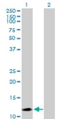 Western Blot: Semaphorin 4G Antibody [H00057715-B02P] - Analysis of SEMA4G expression in transfected 293T cell line by SEMA4G polyclonal antibody.  Lane 1: SEMA4G transfected lysate(13.97 KDa). Lane 2: Non-transfected lysate.