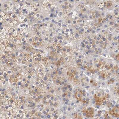 Immunohistochemistry-Paraffin Semaphorin 5A Antibody - BSA Free