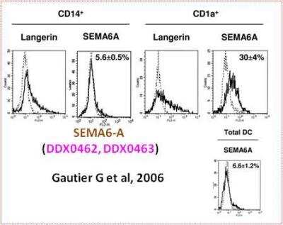 Flow Cytometry: Semaphorin 6A Antibody (104B3) [DDX0462P-100]