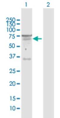 Western Blot: Semaphorin 6D Antibody [H00080031-D01P] - Analysis of SEMA6D expression in transfected 293T cell line by SEMA6D polyclonal antibody.Lane 1: SEMA6D transfected lysate(54.20 KDa).Lane 2: Non-transfected lysate.