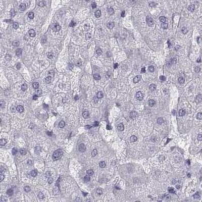 Immunohistochemistry-Paraffin: Semenogelin I Antibody [NBP1-85425] - Staining of human liver.