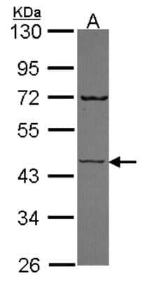 Western Blot: Semenogelin I Antibody [NBP2-20292] - Sample (30 ug of whole cell lysate) A: JurKat 10% SDS PAGE gel, diluted at 1:1000.