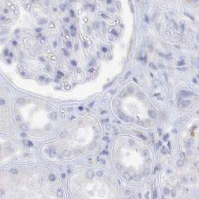 Immunohistochemistry-Paraffin: Semenogelin II Antibody [NBP1-92377] - Staining of human kidney.