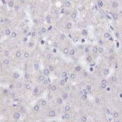 Immunohistochemistry-Paraffin: Semenogelin II Antibody [NBP1-92377] - Staining of human liver.