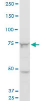 Western Blot: Senataxin Antibody (2A9) [H00023064-M05] - Analysis of SETX expression in NIH/3T3 (Cat # L018V1).