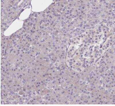 Immunohistochemistry-Paraffin: Senataxin Antibody [NBP2-13300] - Staining of human pancreas shows no positivity in exocrine glanular cells as expected.