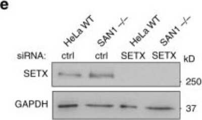 <b>Genetic Strategies Validation. </b>Knockdown Validated: Senataxin Antibody [NB100-57542] - SAN1 interacts with the RNA/DNA helicase sSenataxin. IB of SETX siRNA knockdown. Image collected and cropped by CiteAb from the following publication (//www.nature.com/articles/s41467-018-05008-8), licensed under a CC-BY license.