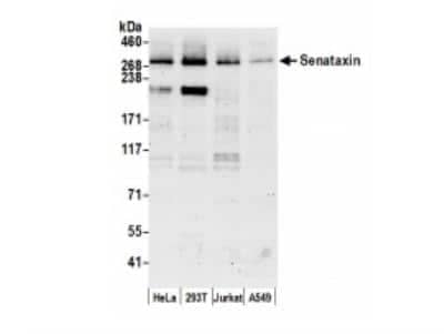 Western Blot: Senataxin Antibody [NB100-57542] - Whole cell lysate (5 ug) from HeLa, 293T, Jurkat, and A549 cells prepared using NETN lysis buffer. Antibody: Affinity purified rabbit anti-Senataxin antibody used for WB at 0.1 ug/ml. Detection: Chemiluminescence with an exposure time of 75 seconds.