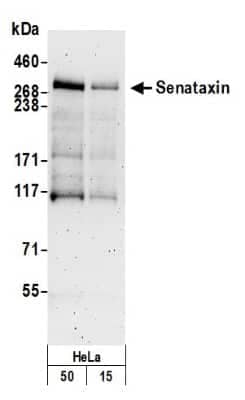 Western Blot: Senataxin Antibody [NB100-57543] - Detection of Human Senataxin by Western Blot. Samples: Whole cell lysate (15 and 50 ug) from HeLa cells prepared using NETN lysis buffer. Antibody: Affinity purified rabbit anti-Senataxin antibody NB100-57543 used for WB at 0.04 ug/ml. Detection: Chemiluminescence with an exposure time of 3 minutes.