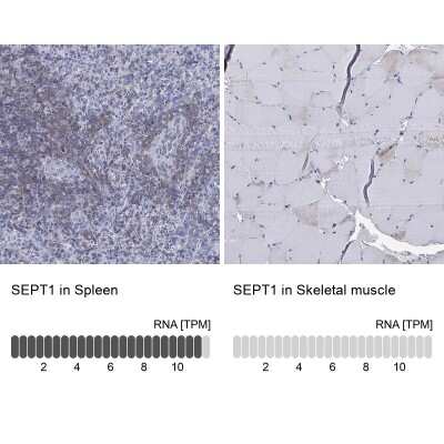 Immunocytochemistry/Immunofluorescence: Septin-1 Antibody [NBP3-17043] - Analysis in human spleen and skeletal muscle tissues using Anti-SEPT1 antibody. Corresponding SEPT1 RNA-seq data are presented for the same tissues.