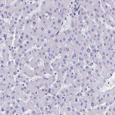Immunohistochemistry-Paraffin: Septin-1 Antibody [NBP1-84251] - Staining of human liver shows low expression as expected.