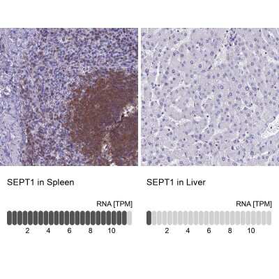 Immunohistochemistry-Paraffin: Septin-1 Antibody [NBP1-84251] - Staining in human spleen and liver tissues using anti-SEPT1 antibody. Corresponding SEPT1 RNA-seq data are presented for the same tissues.