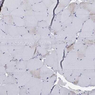 Immunohistochemistry-Paraffin: Septin-1 Antibody [NBP3-17043] - Staining of human skeletal muscle shows low expression as expected.