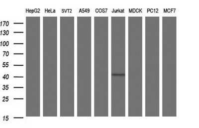 Western Blot: Septin-1 Antibody (OTI1E1) - Azide and BSA Free [NBP2-74072] - Analysis of extracts (35ug) from 9 different cell lines. (HepG2: human; HeLa: human; SVT2: mouse; A549: human; COS7: monkey; Jurkat: human; MDCK: canine; PC12: rat; MCF7: human).