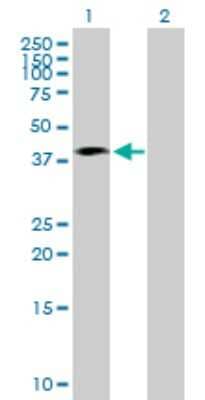 Western Blot: Septin-1 Antibody [H00001731-B02P] - Analysis of SEPT1 expression in transfected 293T cell line by SEPT1 polyclonal antibody.  Lane 1: SEPT1 transfected lysate(40.37 KDa). Lane 2: Non-transfected lysate.