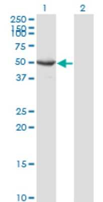 Western Blot: Septin-10 Antibody (3A9) [H00151011-M02] - Analysis of SEPT10 expression in transfected 293T cell line by SEPT10 monoclonal antibody (M02), clone 3A9.Lane 1: SEPT10 transfected lysate (Predicted MW: 52.6 KDa).Lane 2: Non-transfected lysate.