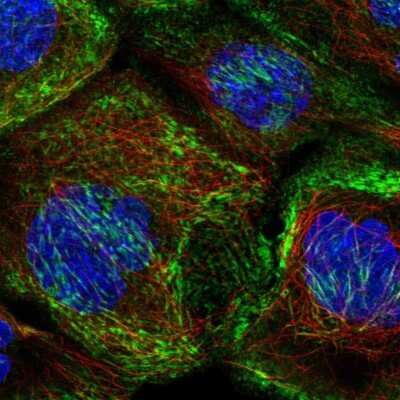 Immunocytochemistry/Immunofluorescence: Septin-10 Antibody [NBP2-56906] - Staining of human cell line A-431 shows localization to actin filaments.