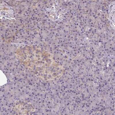 <b>Orthogonal Strategies Validation. </b>Immunohistochemistry-Paraffin: Septin-10 Antibody [NBP2-49221] - Staining of human pancreas shows low expression as expected.