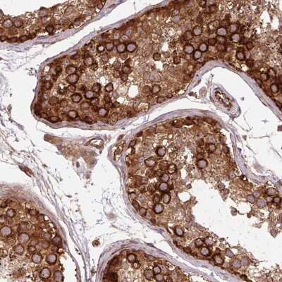 Immunohistochemistry-Paraffin: Septin-10 Antibody [NBP2-49221] - Staining of human testis shows high expression.