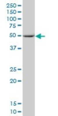 Western Blot: Septin-10 Antibody [H00151011-B01P] - Analysis of SEPT10 expression in human liver.