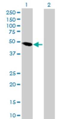 Western Blot: Septin-10 Antibody [H00151011-B01P] - Analysis of SEPT10 expression in transfected 293T cell line by SEPT10 polyclonal antibody.  Lane 1: SEPT10 transfected lysate(49.94 KDa). Lane 2: Non-transfected lysate.