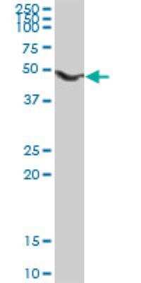 Western Blot: Septin-10 Antibody [H00151011-D01P] - SEPT10 MaxPab rabbit polyclonal antibody. Western Blot analysis of SEPT10 expression in mouse liver.