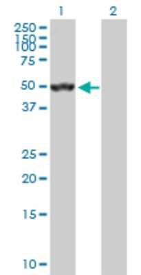 Western Blot: Septin-10 Antibody [H00151011-D01P] - Analysis of SEPT10 expression in transfected 293T cell line by SEPT10 polyclonal antibody.Lane 1: SEPT10 transfected lysate(52.60 KDa).Lane 2: Non-transfected lysate.