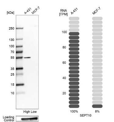 <b>Orthogonal Strategies Validation. </b>Western Blot: Septin-10 Antibody [NBP2-56906] - Analysis in human cell lines A-431 and MCF-7. Corresponding RNA-seq data are presented for the same cell lines. Loading control: Anti-GAPDH.