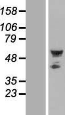 Western Blot Septin-10 Overexpression Lysate