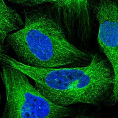 Immunocytochemistry/Immunofluorescence: Septin-12 Antibody [NBP1-91640] - Staining of human cell line U-2 OS shows localization to microtubules. Antibody staining is shown in green.