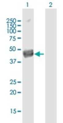 Western Blot: Septin-12 Antibody [H00124404-B01P] - Analysis of SEPT12 expression in transfected 293T cell line by SEPT12 polyclonal antibody.  Lane 1: SEPT12 transfected lysate(39.38 KDa). Lane 2: Non-transfected lysate.