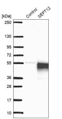 Western Blot: Septin-12 Antibody [NBP1-91640] - Analysis in control (vector only transfected HEK293T lysate) and LY408232 over-expression lysate (Co-expressed with a C-terminal myc-DDK tag (~3.1 kDa) in mammalian HEK293T cells).