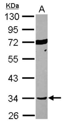 Western Blot: Septin-12 Antibody [NBP2-20300] - Sample (30 ug of whole cell lysate) A: Jurkat 10% SDS PAGE gel, diluted at 1:1000.