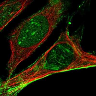 Immunocytochemistry/Immunofluorescence: Septin-2 Antibody [NBP1-85212] - Staining of human cell line U-2 OS shows localization to nucleus, nucleoli & actin filaments. Antibody staining is shown in green.