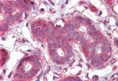 Immunohistochemistry-Paraffin: Septin-2 Antibody [NBP1-06076] - Staining of paraffin embedded Human Breast tissue. Antibody at 2.5 ug/mL. Steamed antigen retrieval with citrate buffer pH 6, AP-staining.