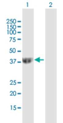 Western Blot: Septin-2 Antibody [H00004735-B01P] - Analysis of SEPT2 expression in transfected 293T cell line by SEPT2 polyclonal antibody.  Lane 1: SEPT2 transfected lysate(39.71 KDa). Lane 2: Non-transfected lysate.