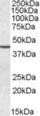 Western Blot Septin-2 Antibody