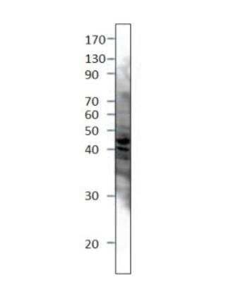 Western Blot: Septin-3 Antibody [NBP3-12490] - 1:500 antibody dilution in DiluObuffer. Apparent MW is 43 KDa.