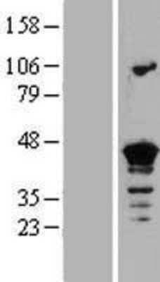 Western Blot: Septin-3 Overexpression Lysate (Adult Normal) [NBP2-06718] Left-Empty vector transfected control cell lysate (HEK293 cell lysate); Right -Over-expression Lysate for Septin-3.