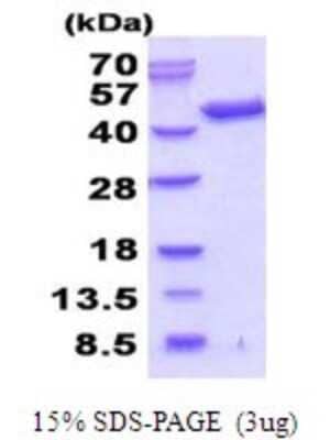 SDS-Page: Recombinant Human Septin-3 Protein [NBP2-51926] - 15% SDS Page (3 ug)