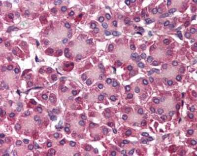 Immunohistochemistry-Paraffin: Septin-4 Antibody [NBP1-02711] - Staining of human pancreas. Immunohistochemistry of formalin-fixed, paraffin-embedded tissue after heat-induced antigen retrieval. Antibody concentration 5 ug/ml.