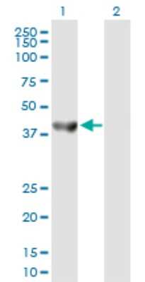 Western Blot: Septin-5 Antibody [H00005413-B02P] - Analysis of SEPT5 expression in transfected 293T cell line by SEPT5 polyclonal antibody.  Lane 1: SEPT5 transfected lysate(40.59 KDa). Lane 2: Non-transfected lysate.