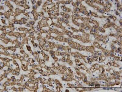 Immunohistochemistry-Paraffin: Septin-6 Antibody (1D6) [H00023157-M01] - Analysis of monoclonal antibody to SEPT6 on formalin-fixed paraffin-embedded human liver. Antibody concentration 3 ug/ml.