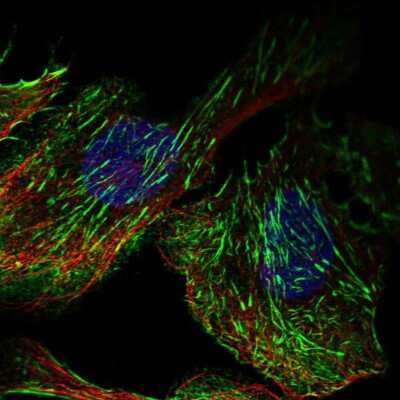 Immunocytochemistry/Immunofluorescence: Septin-7 Antibody [NBP1-85730] - Staining of human cell line U-2 OS shows localization to actin filaments & midbody. Antibody staining is shown in green.