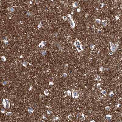 Immunohistochemistry-Paraffin: Septin-7 Antibody [NBP1-85730] - Staining of human cerebral cortex shows positivity in neuropil.