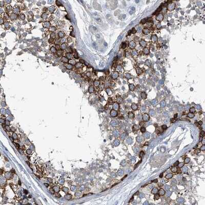 Immunohistochemistry-Paraffin: Septin-7 Antibody [NBP1-85730] - Staining of human testis shows positivity in cells in seminiferous ducts.