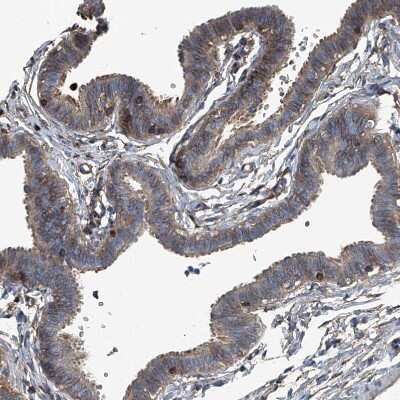 Immunohistochemistry-Paraffin: Septin-7 Antibody [NBP1-85731] - Staining of human fallopian tube shows strong cytoplasmic positivity in glandular cells.