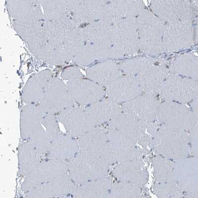 Immunohistochemistry-Paraffin: Septin-7 Antibody [NBP1-85731] - Staining of human skeletal muscle shows no positivity in myocytes as expected.