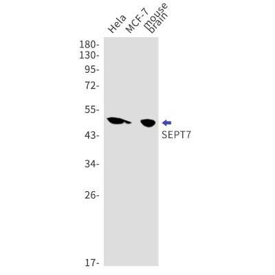 Western Blot: Septin-7 Antibody (S09-6A1) [NBP3-15090] - Western blot detection of Septin-7 in Hela, MCF-7, mouse brain lysates using Septin-7 antibody. Predicted band size: 51kDa. Observed band size: 51kDa.